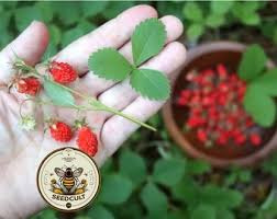 Attēlu rezultāti vaicājumam “Fragaria viridis fruit”