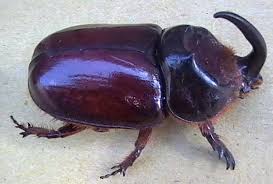 Attēlu rezultāti vaicājumam “Oryctes nasicornis”