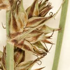 Attēlu rezultāti vaicājumam “Carex spicata”