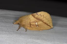 Attēlu rezultāti vaicājumam “Euthrix potatoria imago”