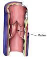 This layer is thinner in <b>veins</b>