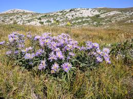 Image result for Aster amellus