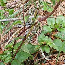 Attēlu rezultāti vaicājumam “Pedicularis palustris leaf”