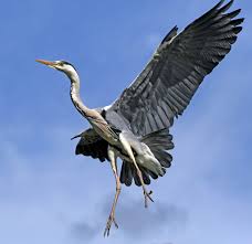 Attēlu rezultāti vaicājumam “Ardea cinerea”