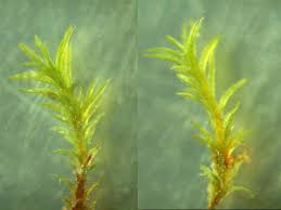 Attēlu rezultāti vaicājumam “Hymenostylium recurvirostrum”