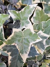 Attēlu rezultāti vaicājumam “Hedera helix  leaf”