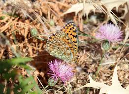 Attēlu rezultāti vaicājumam “Argynnis niobe underside”