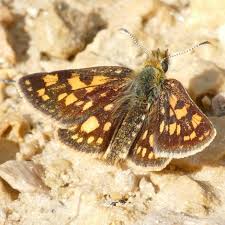 Attēlu rezultāti vaicājumam “Carterocephalus palaemon”