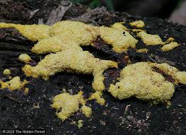 Attēlu rezultāti vaicājumam “Fuligo septica cf. rufa plasmodium”