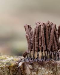 Attēlu rezultāti vaicājumam “Stemonitis sp.”