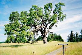 Attēlu rezultāti vaicājumam “Reticularia lobata”