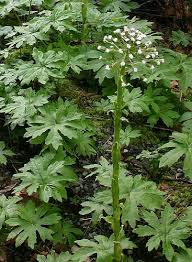Image result for Petasites officinalis