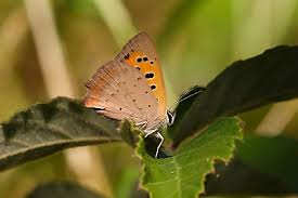 Attēlu rezultāti vaicājumam “Lycaena phlaeas underside”