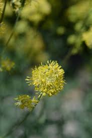 Attēlu rezultāti vaicājumam “Thalictrum aquilegifolium bud”