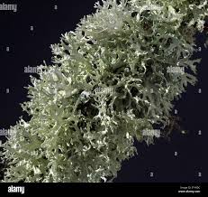 Attēlu rezultāti vaicājumam “Parmelina tiliacea”