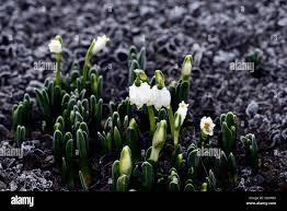 Attēlu rezultāti vaicājumam “Leucojum vernum var. carpathicum”