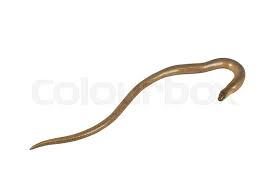 Attēlu rezultāti vaicājumam “Anguis fragilis”