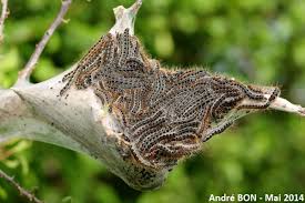 Attēlu rezultāti vaicājumam “Eriogaster lanestris”