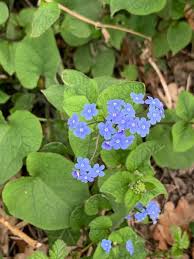 Attēlu rezultāti vaicājumam “Brunnera macrophylla flower”