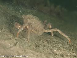 Image result for Hyas araneus