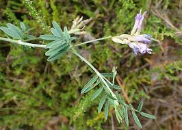 Attēlu rezultāti vaicājumam “Astragalus arenarius”