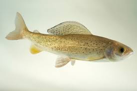 Image result for Thymallus thymallus