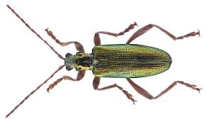 Attēlu rezultāti vaicājumam “Donacia”