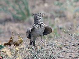 Attēlu rezultāti vaicājumam “Galerida cristata”