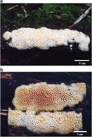 Attēlu rezultāti vaicājumam “Antrodiella semisupina”