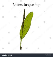 Attēlu rezultāti vaicājumam “Ophioglossum vulgatum”