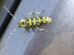 Attēlu rezultāti vaicājumam “Saperda scalaris”