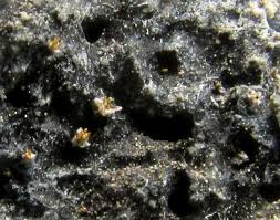 Attēlu rezultāti vaicājumam “Licea pygmaea macro”