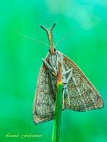 Attēlu rezultāti vaicājumam “Polypogon tentacularius”