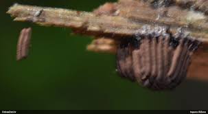 Attēlu rezultāti vaicājumam “Stemonitopsis hyperopta var. landewaldii”