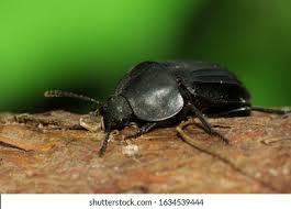 Attēlu rezultāti vaicājumam “Silpha sp.”