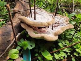 Attēlu rezultāti vaicājumam “Stereum rugosum”