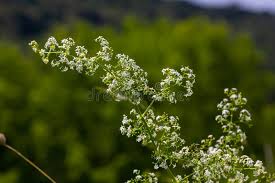Attēlu rezultāti vaicājumam “Galium album flower”