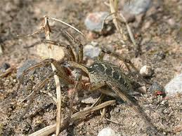 Attēlu rezultāti vaicājumam “Agelena labyrinthica”