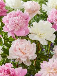 Image result for Pfingstrose