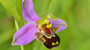 Attēlu rezultāti vaicājumam “Ophrys insectifera flower”