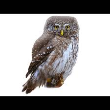 Attēlu rezultāti vaicājumam “Glaucidium passerinum adult”