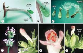 Attēlu rezultāti vaicājumam “Valerianaceae”