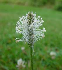 Attēlu rezultāti vaicājumam “Plantago media”