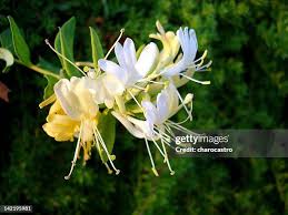 Attēlu rezultāti vaicājumam “Lonicera caprifolium”