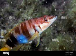 Image result for Serranus scriba