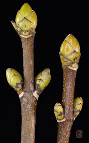 Attēlu rezultāti vaicājumam “Acer pseudoplatanus flower”
