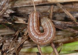 Attēlu rezultāti vaicājumam “Tholera decimalis”