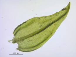 Attēlu rezultāti vaicājumam “Leskea polycarpa”