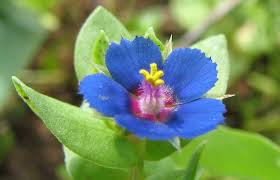 Attēlu rezultāti vaicājumam “Primulaceae”