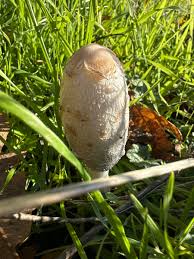 Attēlu rezultāti vaicājumam “Coprinus comatus”